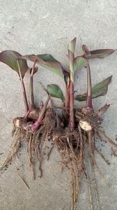 combo 5 cây dong riềng đỏ giống