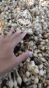 Kunyit Putih Segar: Pilihan Terbaik dari Gunung Kidul