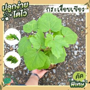 ต้นกระเจี๊ยบเขียว ลูกใหญ่ พร้อมปลูก ต้นละ 45 บาท ผักสวนครัวบ้านๆประโยชน์เพียบพูน สรรพคุณทางยาพร้อมสรรพ