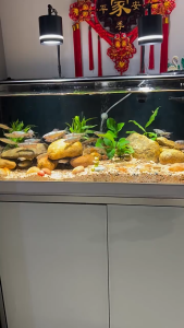 Panoramic Fish Tank Silent Aquarium Borderless Aquarium Tank Alloy Glass Fish Tank