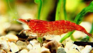 CHERRY SHRIMP / RED CHERRY SHRIMP(樱桃米虾)(DELIVER TIME:MONDAYTUESDAYWEDNESDAY)(CASH ON DELIVERY IS NOT ACCEPTED)