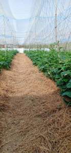 5x5m lưới làm giàn leo cho cây trồng lưới xanh mềm độ bền trên 3 năm