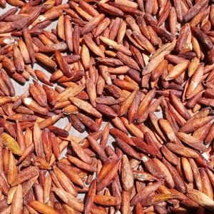 biji Ketapang pakan burung parot 50 gram