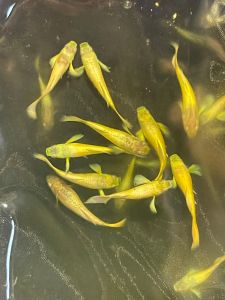 Live Gold Guppy 24k pair 24K 黄金孔雀鱼对鱼 2month. ‼️NO COD‼️