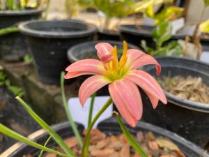 S.หัวดอกบัวดิน หงษ์เหิน หัวละ 50 บาท