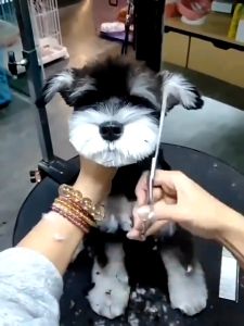 Professional PET SET GROOMING SCISSORS Cutting Thinning Scissors Stainless Steel Pet Dog Grooming Scissors Kit Cat SCISSORS
