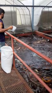 FISH FEED - Freshwater Tilapia Grower Feed /dedak  Ikan Air Tawar Tilapia PELLET 鱼料 (1kg/pack)