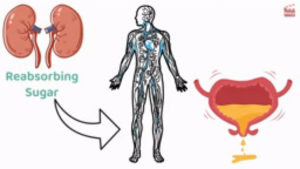 The Big Brain Brand EMP10 Glucose & Metabolic Heart Kidney & Everyday Wellness
