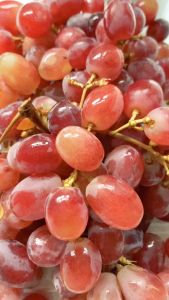 Theodores Fruit & Veggie Sanitizing Concentrated Wash (Unscented) 500ml - Cleaning Disinfectant