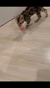 Cuties PetBox 5-Pack Sisal String Rattle Ball Toy for Indoor Cats - All Natural Woven Fibers Assorted Colors 1.7" Size