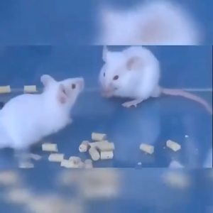 🔥racun tikus mati 5 saat🔥 rat killer rat bait mouse killers rat poison killer ubat tikus racun tikus paling kuat ubat tikus paling kuat tikus mati ubat 老鼠药 Efficacy 99.96%