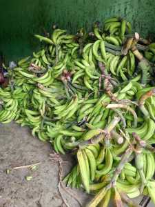 pisang tanduk madu asli cianjur selatan siap mateng 1kg