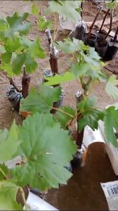 BIBIT ANGGUR IMPORT FUJINIMORI CEPAT BERBUAH