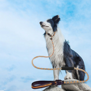 XINGKU | Bite Resistant & Anti-Escape Dog Leash