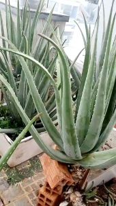 Cây nha đam Mỹ to (cây trưởng thành cho bẹ cực to) lá dày to