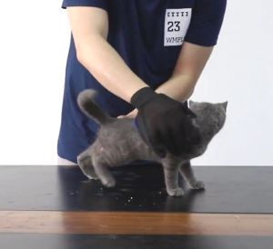 SG Dog Cat Pet Grooming Glove Brush Comb Hair Cleaning Cat Brush