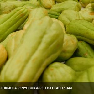 Pupuk Penyubur Buah Labu Siam / Obat Penyubur Labu Siam / Pupuk Pelebat Labu Siam Pembesar Buah Labu