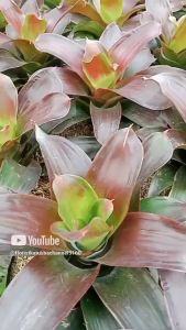 Tanaman Hias Bromelia Red Chili Langka