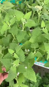 Cây Bạc Hà Mèo JUN GARDEN Catnip Và Catmint