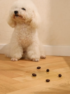 Dog Toilet Anti Stepping Feces Toilet Dog Urinal Stainless Steel Mesh Dog Sand Basin Small and Medium-sized Dog