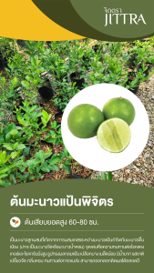 จิตตรา ต้นพันธุ์มะนาวแป้นพิจิตร เสียบยอดสูง 60-80 cm ปลูกปีเดียวติดลูก พร้อมส่ง เครมฟรี ต้นพันธุ์ผลไม้ ต้นเตี้ย ผลดก