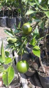 bibit jeruk siem madu asli sudah berbuah