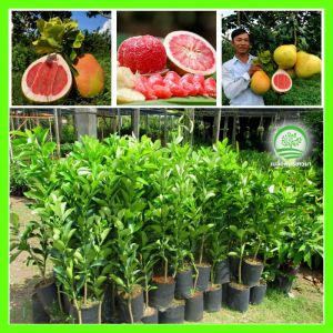 ส้มโอสีชมพูไต้หวัน - ผลใหญ่ หวานมาก ต้นกล้านำเข้า แข็งแรง ปลูกง่าย