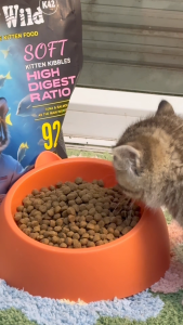 Bite of Wild อาหารแมวพรีเมี่ยม K42 50g กัดป่า เนื้อสัตว์ 92% โปรตอน 42% ย่อยง่าย เหมาะสำหรับลูกแมวและแมวตั้งท้อง