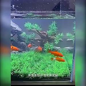 Aquarium Water Purification Tablets Purify Water Quality & Eliminate Fishy Odour Clarify Aquarium Water & Remove Impurities