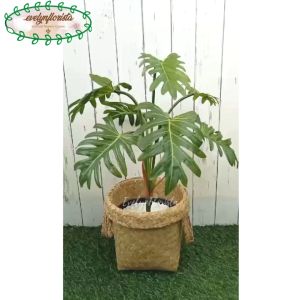 Pohon Daun Jari Philo X7 & Pot Dasar Hitam: Hiasan Ruang Tamu yang Elegan