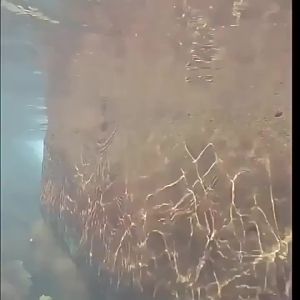 Mồi Câu Cá Giả Hopeblaze 60mm Long Lip Minnow 9g Với Bi Thép Kêu Leng Keng Móc Câu Ba Ngạnh Size 10 Dành Cho Cá Chó Cá Vược Nước Ngọt Và Nước Mặn