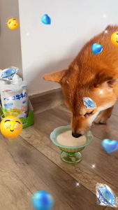 sữa dinh dưỡng pha sẵn DoggyMan dành cho chó mèo từ 2 tháng tuổi - T3 PETS SHOP