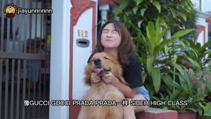 1L Big Bottle PRINCE PAW Pet Skincare Specialist - 3in1 Pet Shampoo 3in1 Pet Shampoo Big Bottle 1L