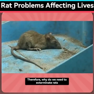 Rat Killer Poison 10Pcs Rat Repellent 【German Imports】Rat Killer Poison Rat Repellent For Home Safe And Non-Toxic Rat Killer Balls