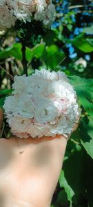 cây giống ngọc nữ thơm/mộng thường /mò mâm xôi/bấn trắng