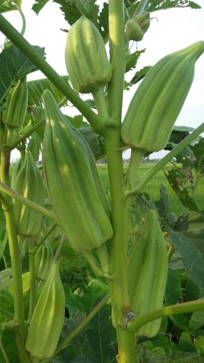 20%20H%E1%BA%A1t%20Gi%E1%BB%91ng%20%C4%90%E1%BA%ADu%20B%E1%BA%AFp%20Kh%E1%BB%95ng%20L%E1%BB%93%20Star%20David_Y%20%E1%BA%A3nh%20kh%C3%A1ch%20tr%E1%BB%93ng%20-%20Image%202