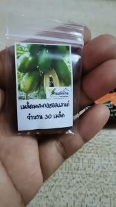 30 เมล็ด มะละกอฮอลแลนด์ เมล็ดมะละกอฮอลแลนด์ เมล็ดมะละกอ มะละกอ