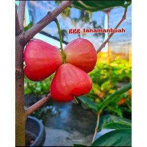 Bibit Jambu Air Merah okulasi super cepat Berbuah