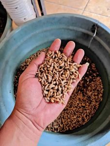 maggot fresh hidup 1kg