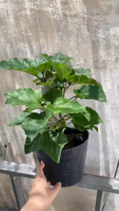 Cây Trang Thơm - Tổng thể tầm 40-50 cm - Hoa thơm to - Chịu nắng tốt cho sân vườn!