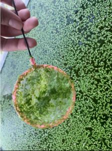 Bèo Cám Thủy Sinh 100g 10k