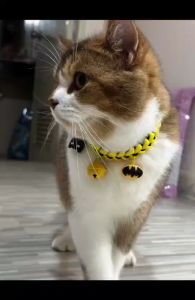 ปลอกคอสัตว์เลี้ยง ตัวล็อคนิรภัย ลายเปีย ไม่กินขน มี 4 ขนาด เลือกจี้ทักแชทได้ค่ะ #สีที่ 13