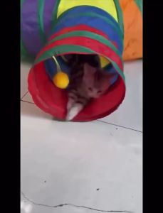 อุโมงค์แมว แบบ 3 ทาง พับเก็บได้ ของเล่นแมว จัดส่งที่รวดเร็ว