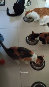 100ml 250ml Pet Cat Virgin Coconut Oil VCO Virgin Coconut Oil For Dog Food Supplements