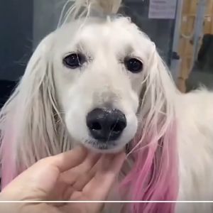 Cat pewarna rambut bulu anjing kucing pet hair coloring pet stain PET4113