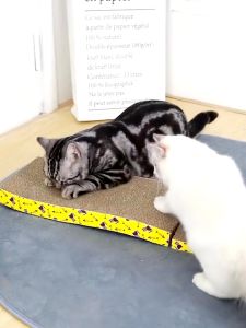 Cat Scratch Board Cat Scratching Board Pad Cat Toy Kitten Claw Cat Fun Claw Scratching Posts Pad Papan Calar Kucing Papan Kucing Mainan Kucing 猫抓板 猫玩具