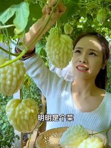 Hạt Giống Khổ Qua Bạch Tuyết Quả Tròn - 5 Hạt