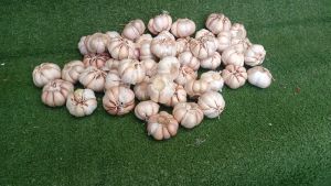 Bawang Putih / Baput / Bawang Putih Honan