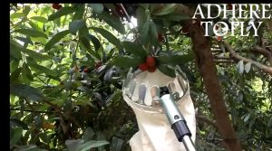 【COD】Fruit Picker Head Garden Metal Safe Effortless Efficient Catcher Peach Picking Farm Garden Picking Device Fruit Gardening Tools
