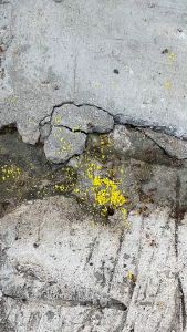 ซันเจี่ย เหยื่อกําจัดมด ยาฆ่ามด ตรามด 3 ตัว Shanjia